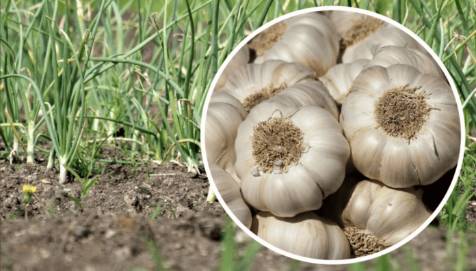 Коли викопують часник у липні Коли викопують часник у липні