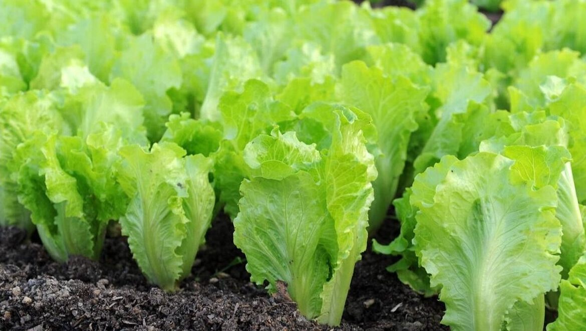 Корисна зелень для салатів 