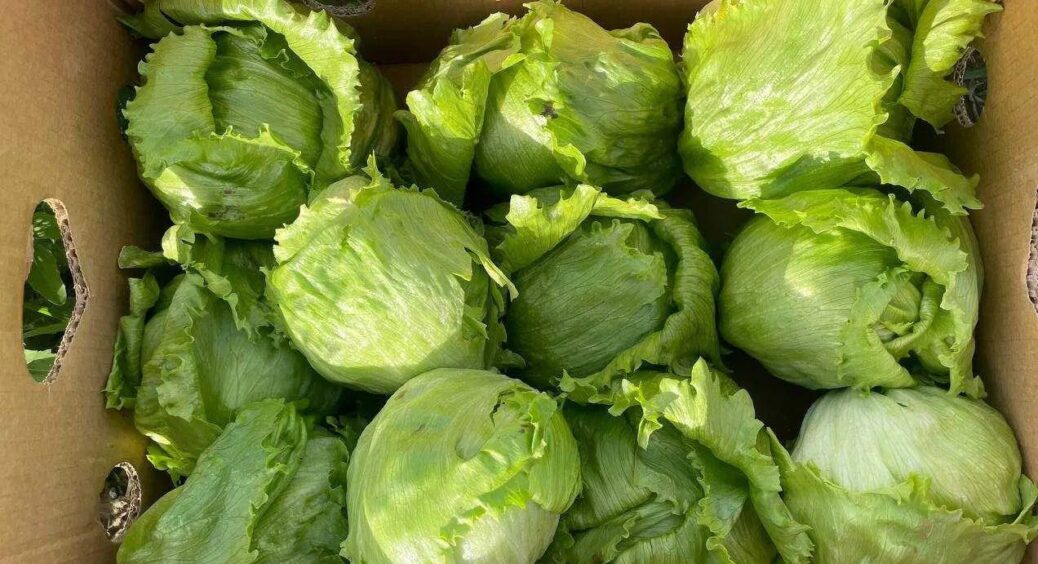 Посадила айсберг, латук та шпинат, і віднині постійно додаю їх у салати: так смачно і корисно ще не було 