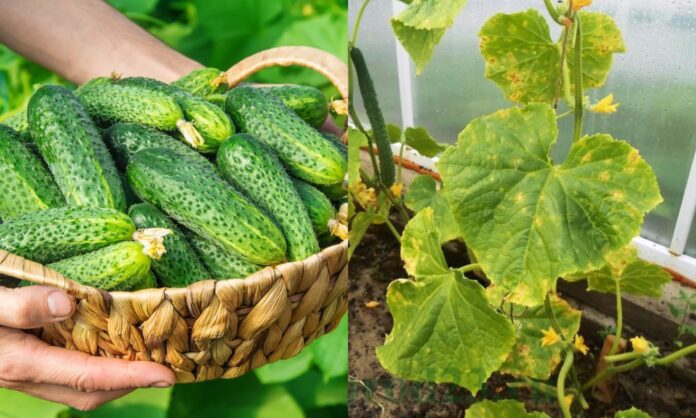 Що робити, якщо листя на огірках жовтіє