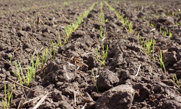 Як поліпшити родючість грунту без хімічного втручання Як поліпшити родючість грунту без хімічного втручання