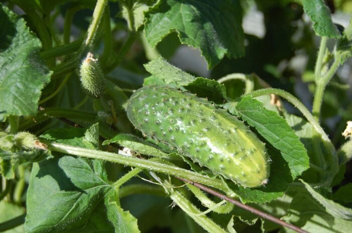 Експерти розповіли, чим і як правильно удобрювати огірки на городі