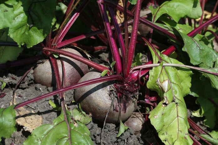 Господар розповів, як правильно зберігати буряк без холодильника Господар розповів, як правильно зберігати буряк без холодильника