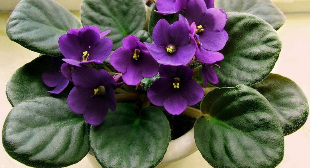 Підживила цим фіалки і отримала великі та ароматні квіточки: метод дієвий та головне доступний 