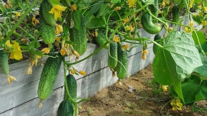 Як правильно удобрювати огірки на городі
