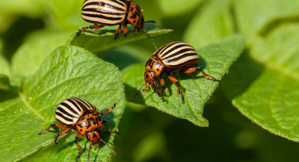 Колорадський жук падає ніжками доверху після цього народного диво-засобу: картопля чистенька, як з картинки 