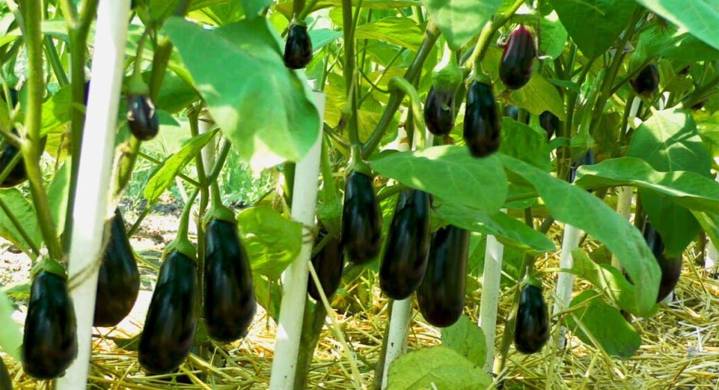 Ця підживка для синіх змусить їх плодоносити до кінця вересня: доступний метод наших бабусь 