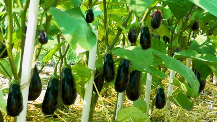 Чим треба підживити баклажани восени 