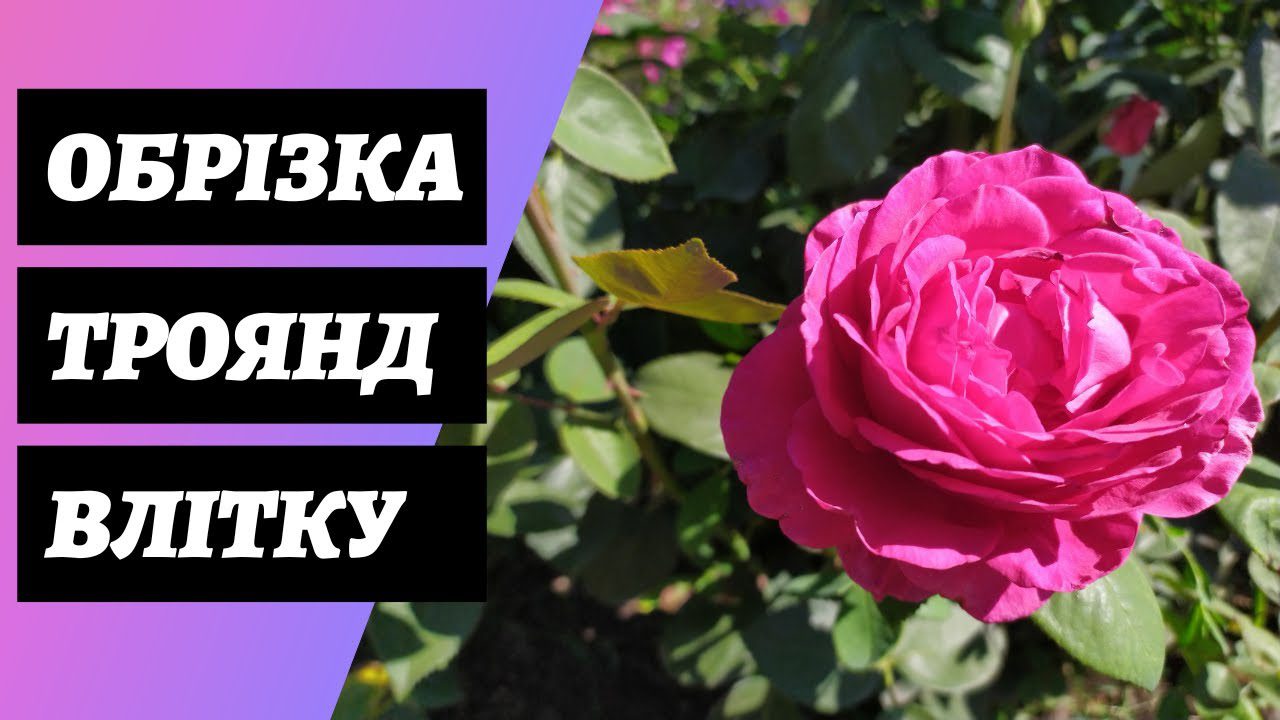 Садівник розповів універсальний секрет обрізання троянд влітку