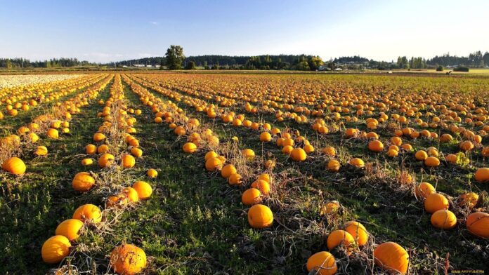 Як і коли саме правильно збирати гарбузи восени Як і коли саме правильно збирати гарбузи восени