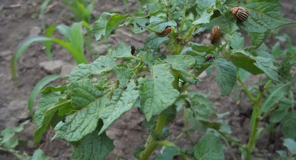 Позбуваємося колорадського жука один раз і назавжди: зробила це і шкідник більше не турбує мої бульби 