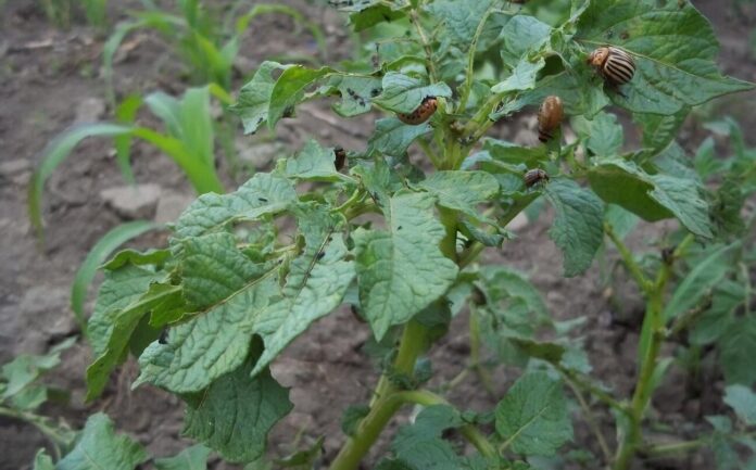 Як дієво боротися із колорадським жуком на городі Як дієво боротися із колорадським жуком на городі