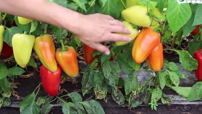 Городник назвав найродючіші сорти перцю у 2024 Городник назвав найродючіші сорти перцю у 2024