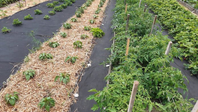 Правильне розміщення овочей та зелені на грядках принесе великий врожай Правильне розміщення овочей та зелені на грядках принесе великий врожай