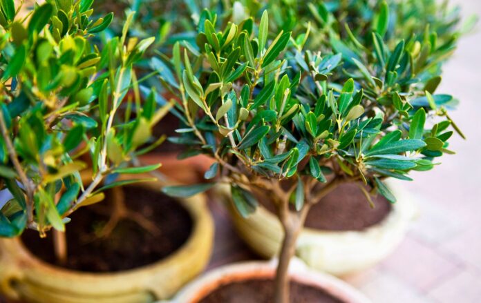 Вирощуємо самостійно оливкове дерево у горщику