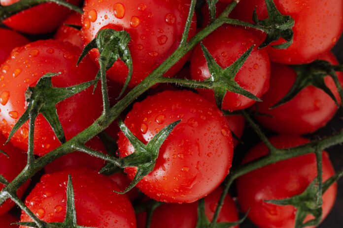 5 причин, чому в помідорів низька врожайність