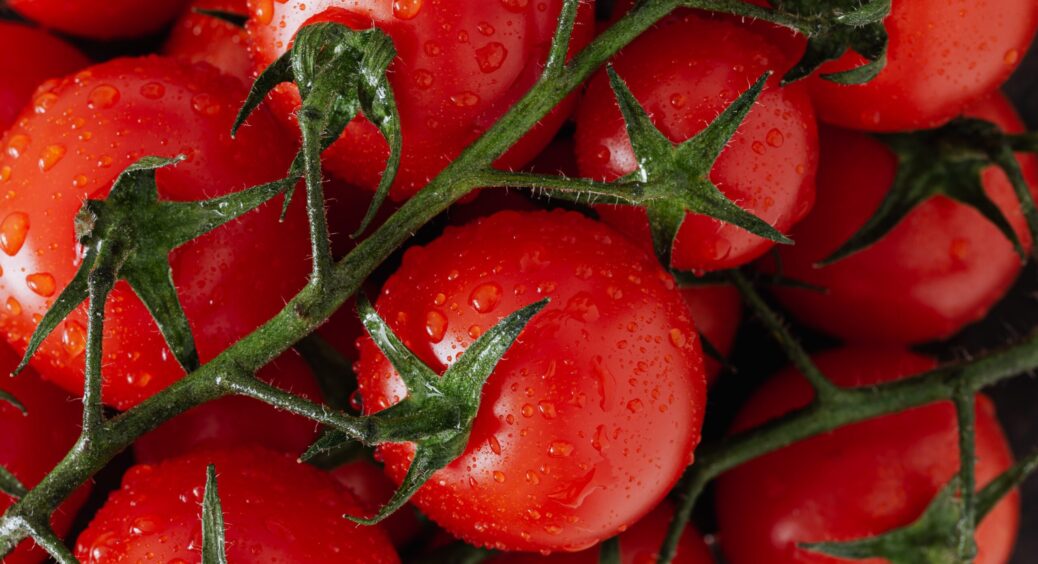 5 помилок, які знижують врожайність помідорів: перестаньте робити це і будете приємно вражені 