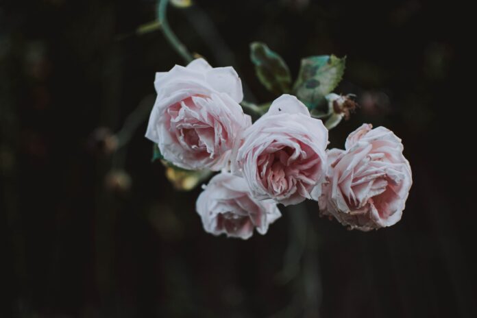 Садівник розповів, чим підживити троянду для пишного цвітіння