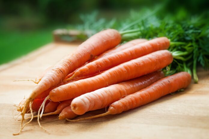 Фермер вказав, на що звернути увагу першою чергою перед сбором моркви 