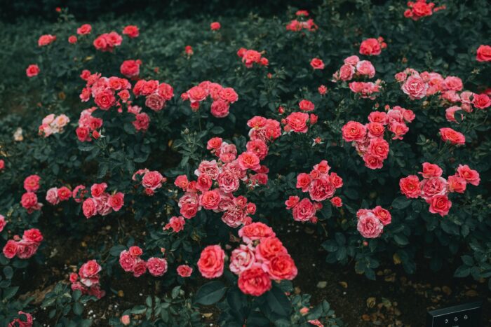 Садівник назвав рослини, які категорично заборонено саджати коло троянд