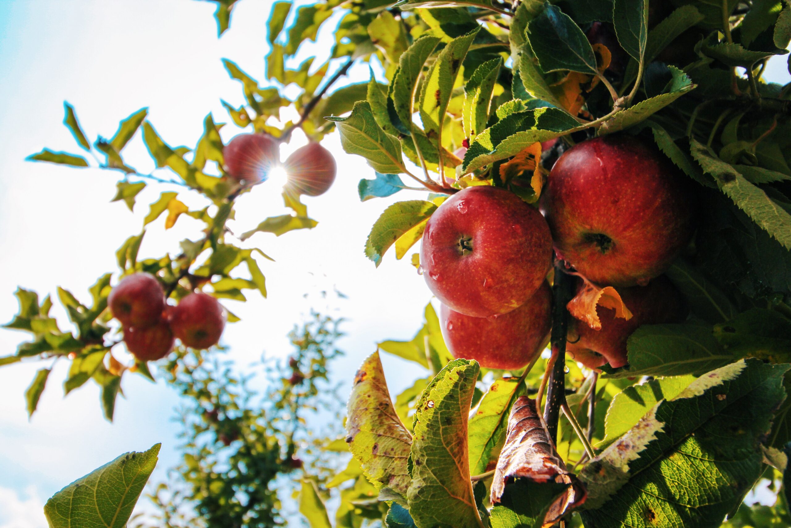 Чим підгодувати яблуню, щоб вона заплодоносила 
