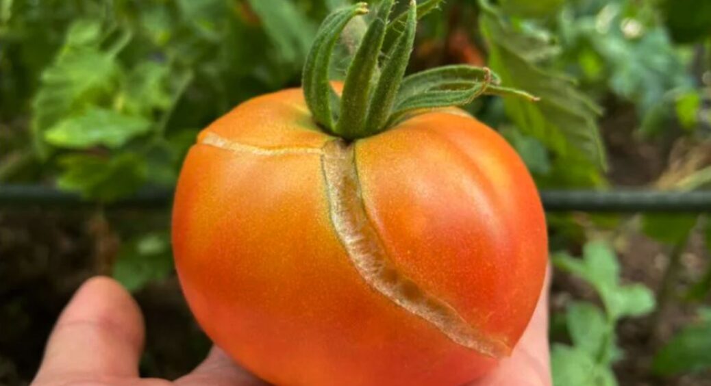 Більше помідори не будуть тріскатися на вітках: раз і назавжди вирішуємо проблему правильним поливом 