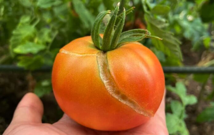 Чому тріскаються помідори та як цього уникнути