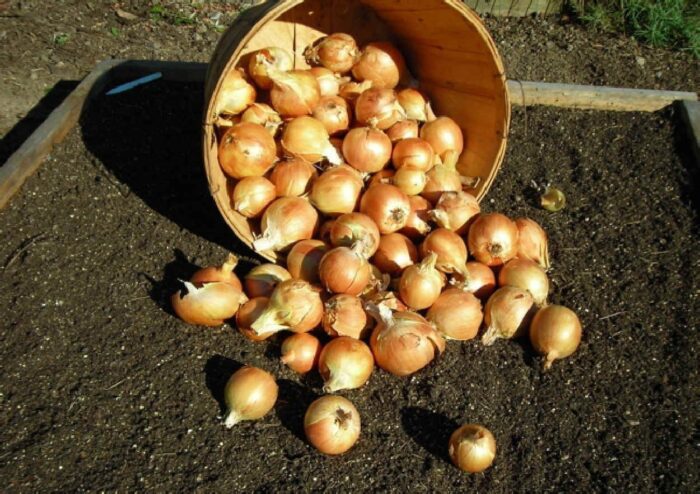 Городник назвав найбільш родючий сорт цибулі для українського клімату