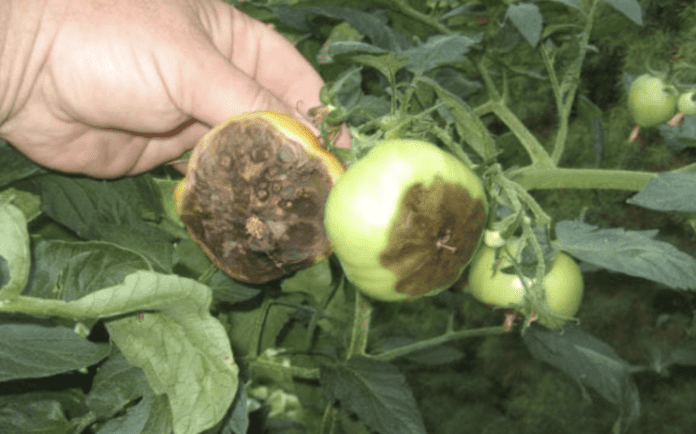 Як врятувати помідори на ділянці від фітофтори 4 перевірені методи боротьби з фітофторозом