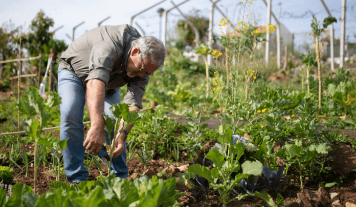 Що можна посадити у серпні Що можна посадити у серпні