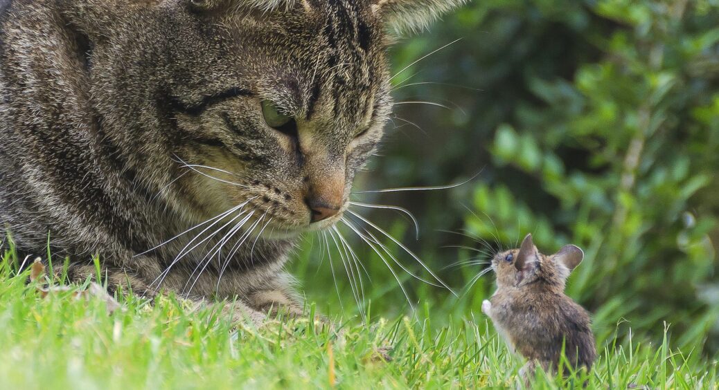 Посадила ці рослини біля будинку і миші тепер обходять мій город десятою дорогою: захист від гризунів 