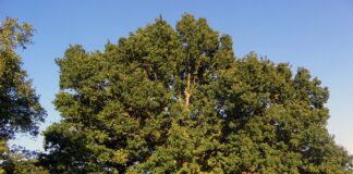 Садівники назвали 8 дерев, які зіпсують вам фундамент