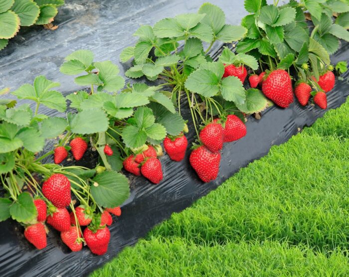 У мережі розповіли про те, як правильно доглядати за полуницею восени