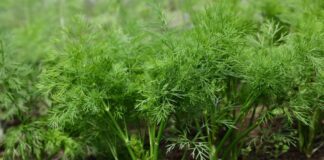 Городник пояснив, яке добриво найкраще стимулює ріст кропу