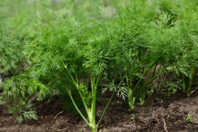 Городник пояснив, яке добриво найкраще стимулює ріст кропу