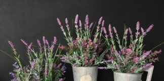 Садівник розповів секрет вирощування лаванди на вікні