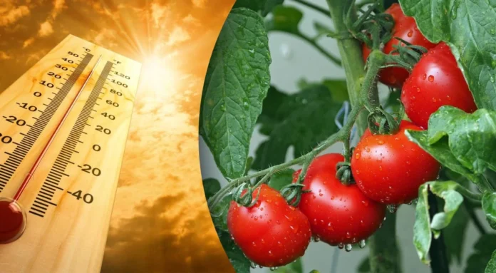 Агроном підказав, як затінити помідори від серпневого сонця