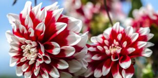 Експерти розповіли, як правильно викопувати та зберігати жоржини