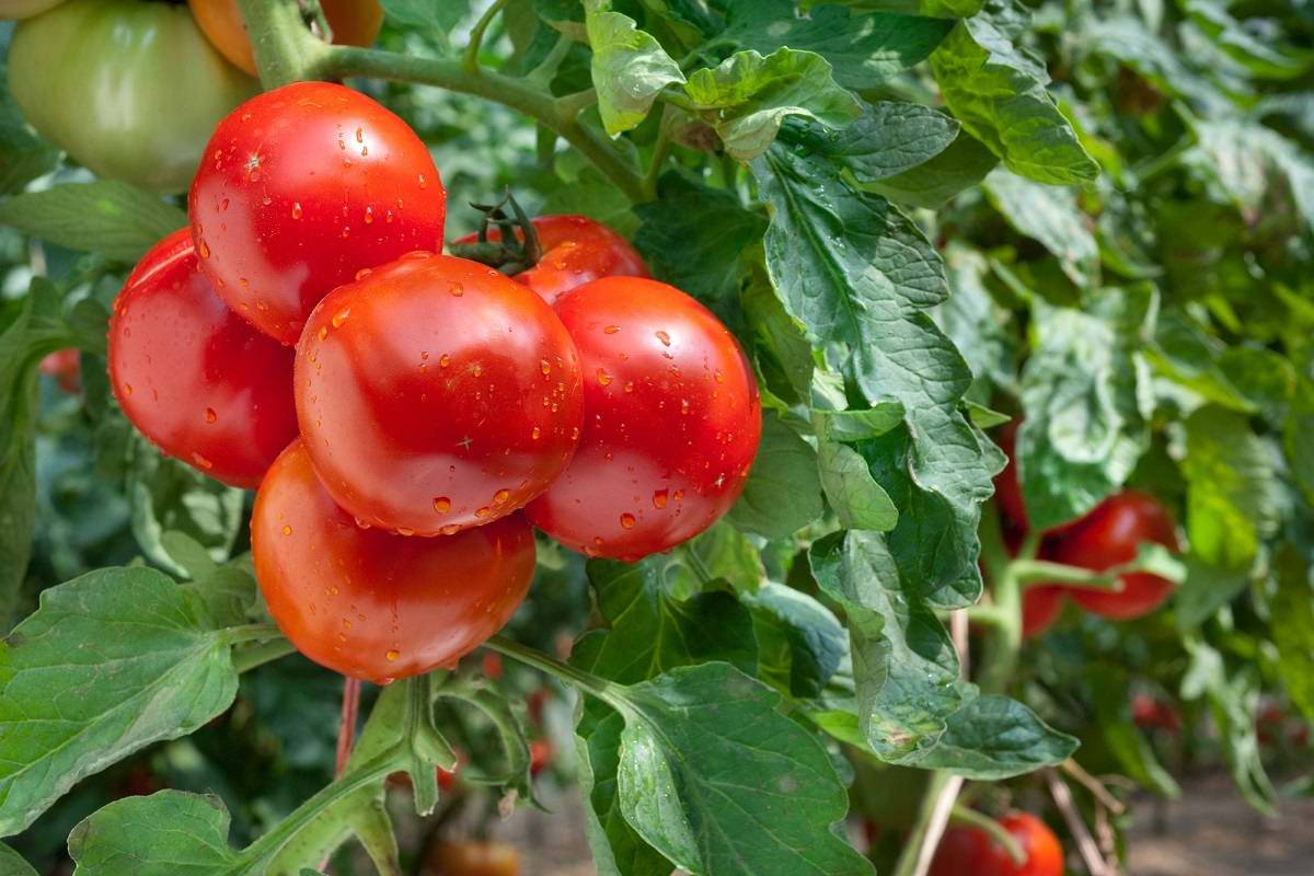 Як виростити солодкі та соковиті помідори