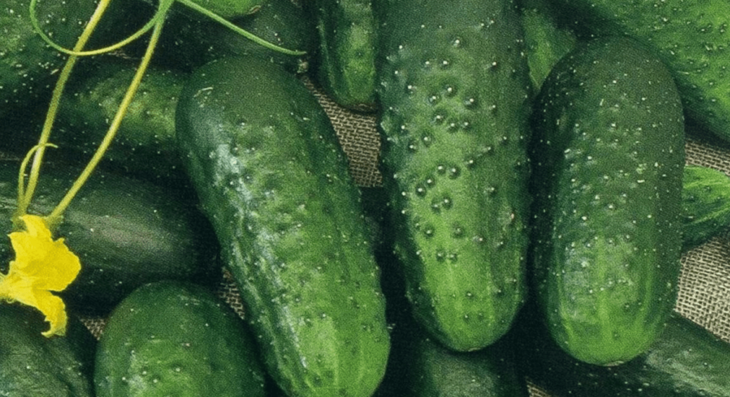 Як врятувати огірки від жовтого листя: просто обприскайте кущики цим засобом. Точно є у кожній аптечці 
