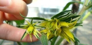 Експерти розповіли, чому з'являються махрові квітки на томатах