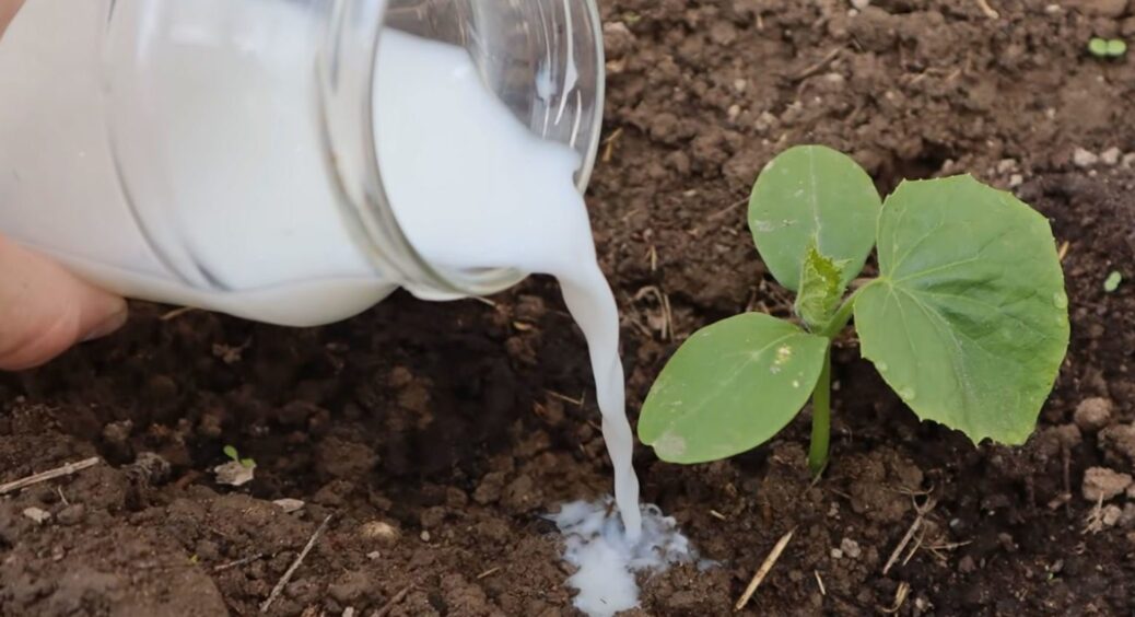 Додала кілька крапель кислого молока у вазон і не можу натішитися пишним квітом: найкраща підкормка 