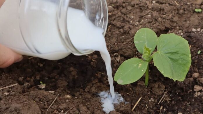 Городник розповів, як з кисляку зробити добриво для домашніх рослин