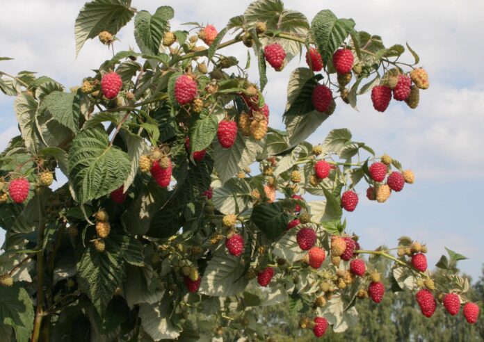 Садівники розповіли, як доглядати за малиною восени
