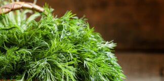 Експерти розповіли, як правильно висаджувати кріп