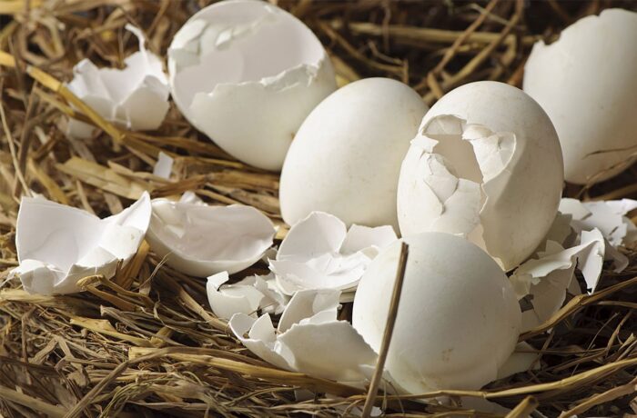 Експерти розповіли про добриво з яєчної шкаралупи, настояної в окропі
