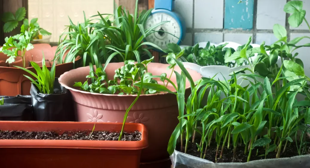 Облаштовуємо город на підвіконні: що посадити на вікні восени, аби до Різдва отримати врожай на святковий стіл 