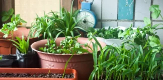 Експерти розповіли, яке підживлення для помідорів можна використовувати