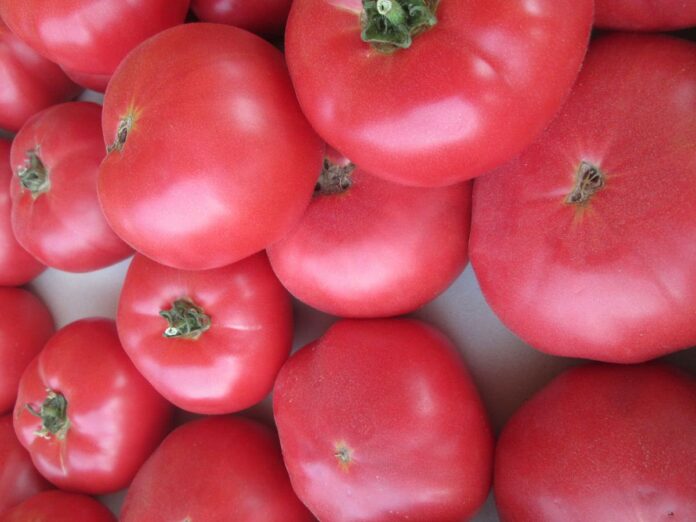 Як виростити соковиті та широкі помідори