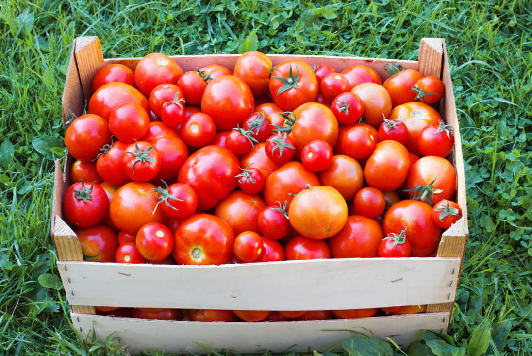 Експерти розповіли про найкращі сорти пізніх помідорів для вирощування на власному городі